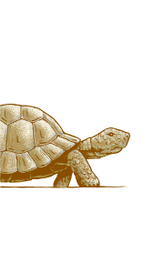 Turtle
